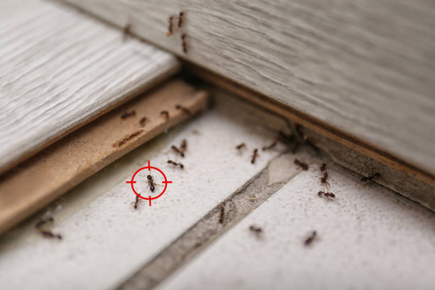 Best Pest Control for Homes  in Bloomfield, IA
