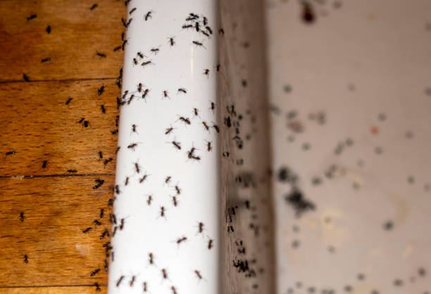 Best Termite Control Services  in Bloomfield, IA